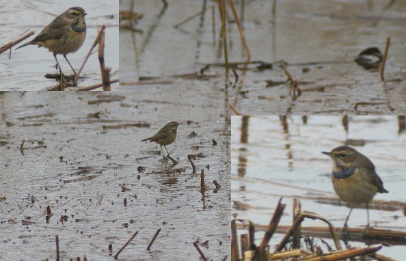Bluethroat