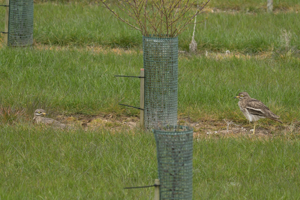 Stone Curlew