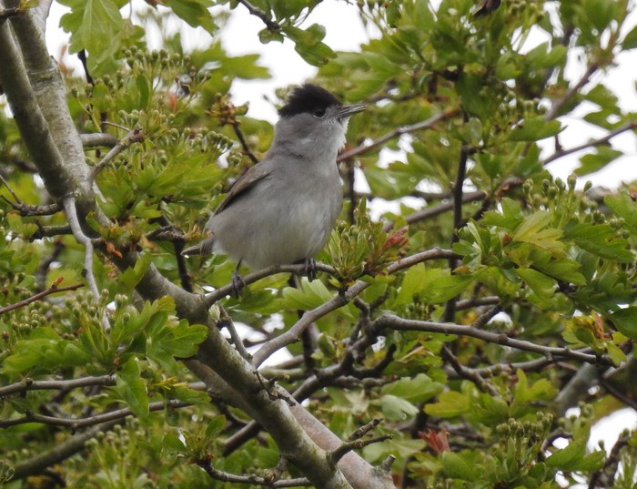 Blackcap