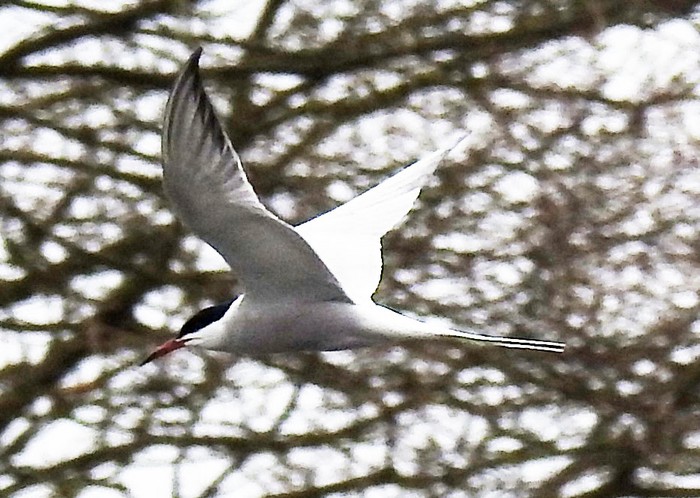 Common Tern