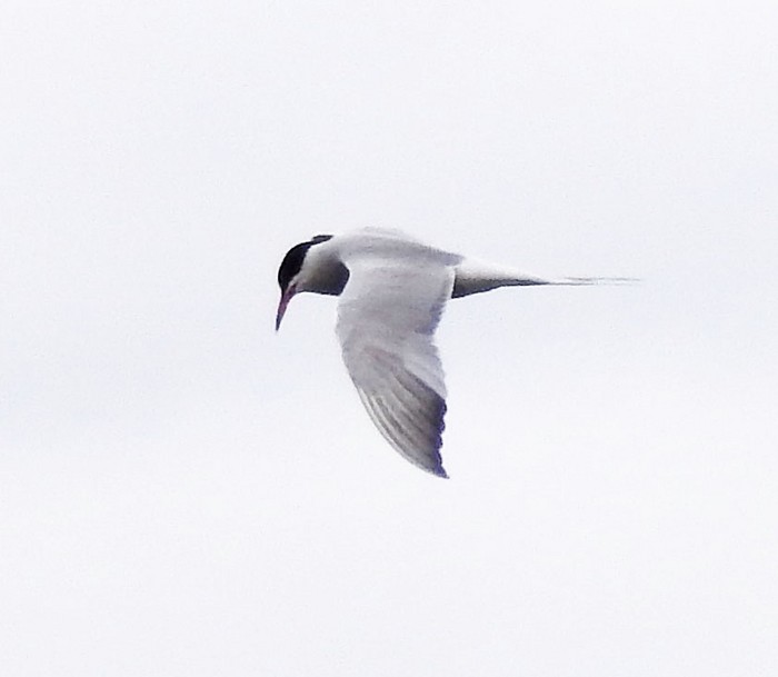Common Tern