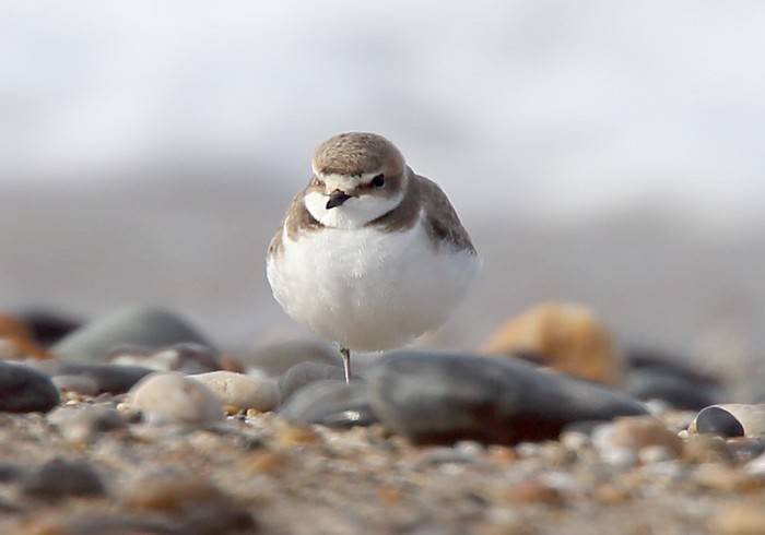 Kentish Plover
