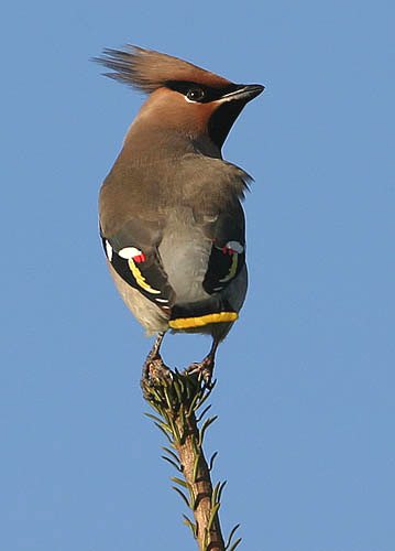 Waxwing