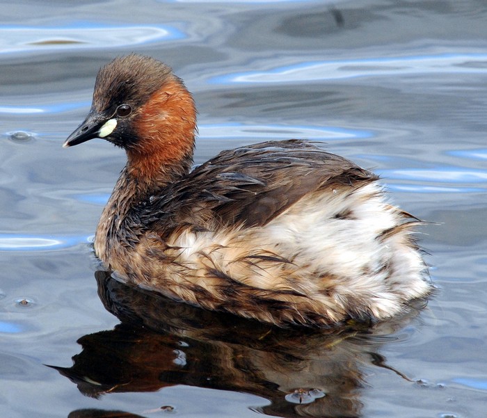 Little Grebe