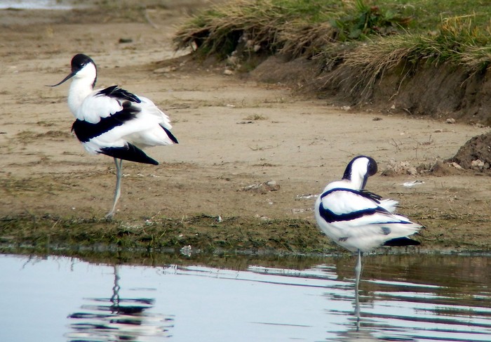 Avocet