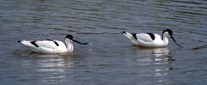 Avocet
