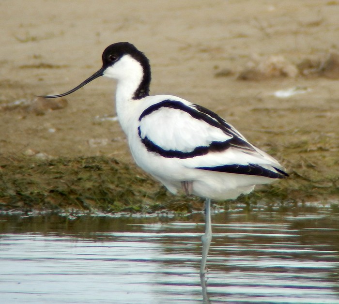 Avocet