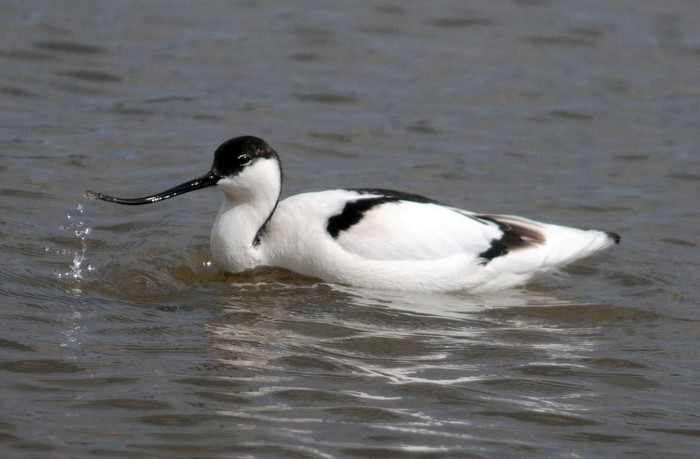 Avocet