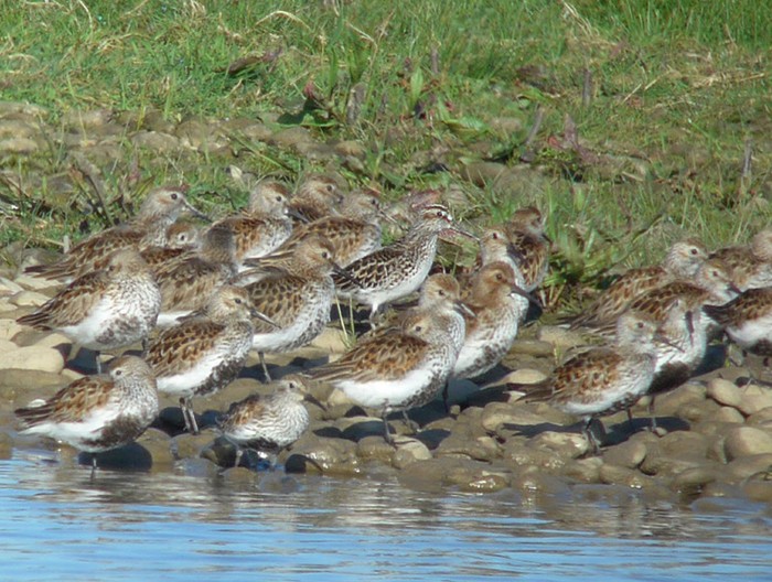 Broad-billed Sandpiper