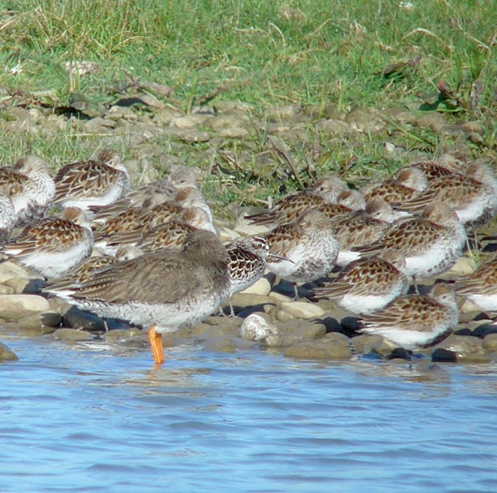 Broad-billed Sandpiper