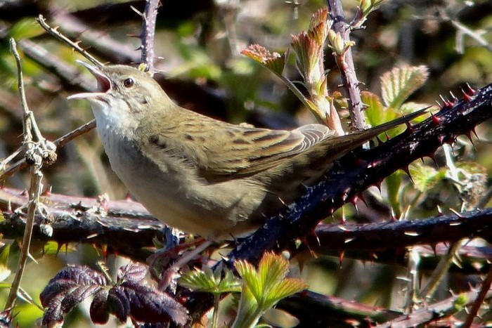 Grasshopper Warbler