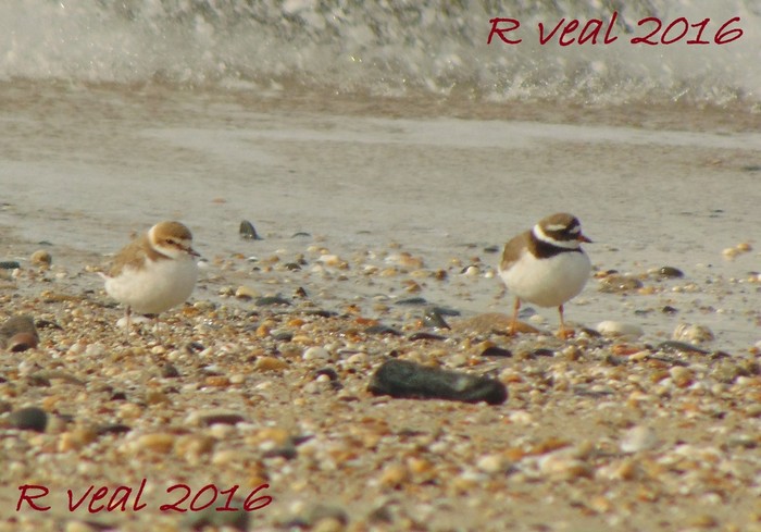 Kentish Plover