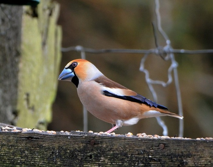 Hawfinch