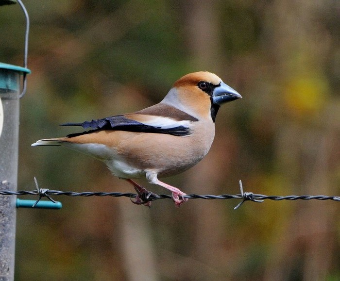 Hawfinch
