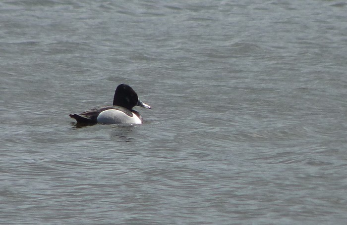 Ring-necked Duck