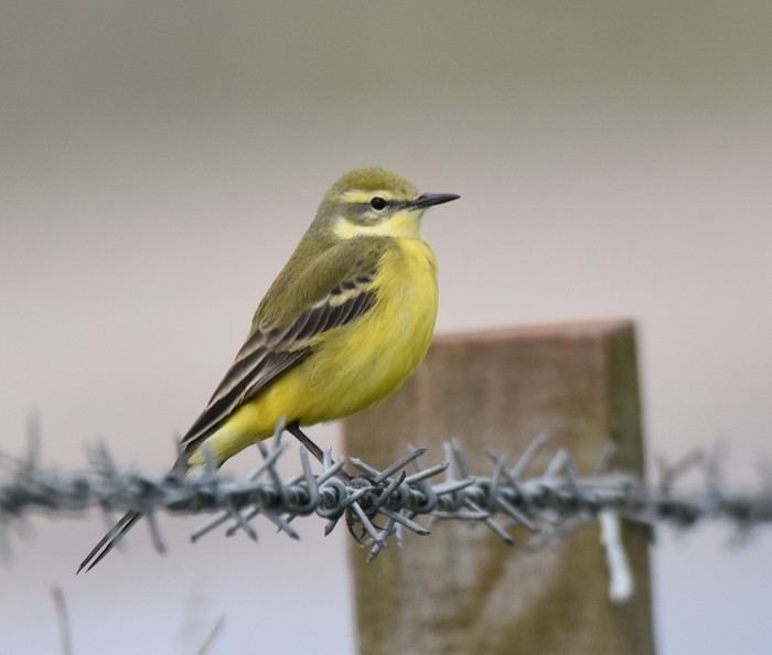 Yellow Wagtail