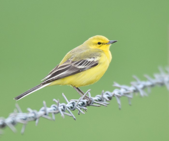 Yellow Wagtail