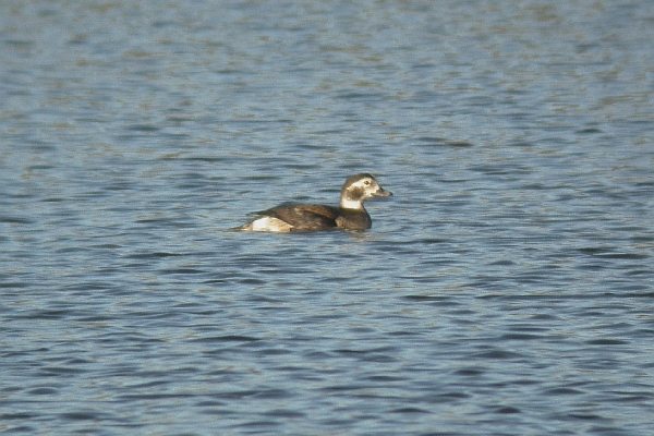 Long-tailed Duck