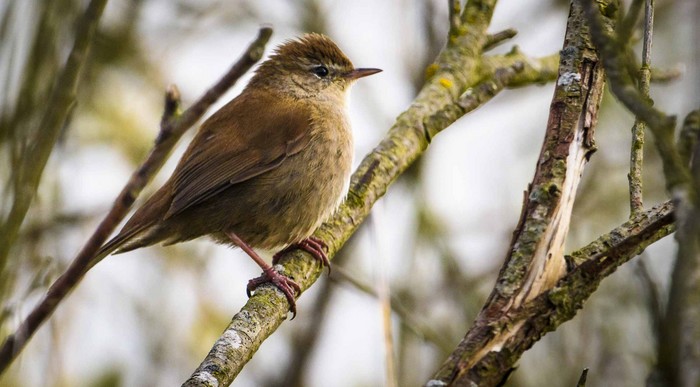 Cetti's Warbler
