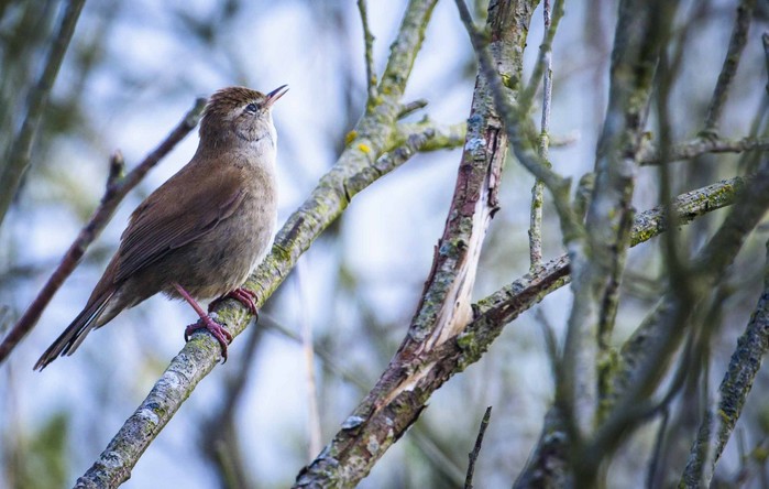 Cetti's Warbler