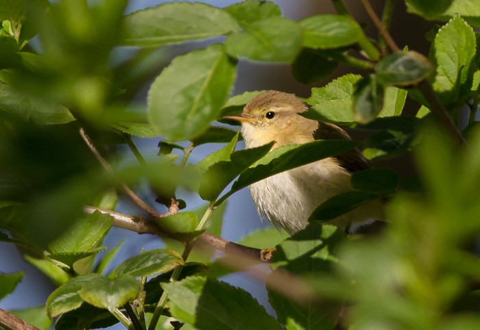 Iberian Chiffchaff