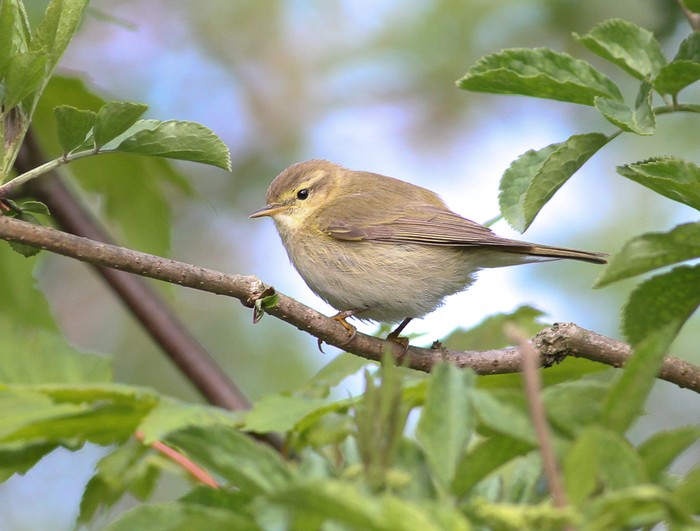 Iberian Chiffchaff