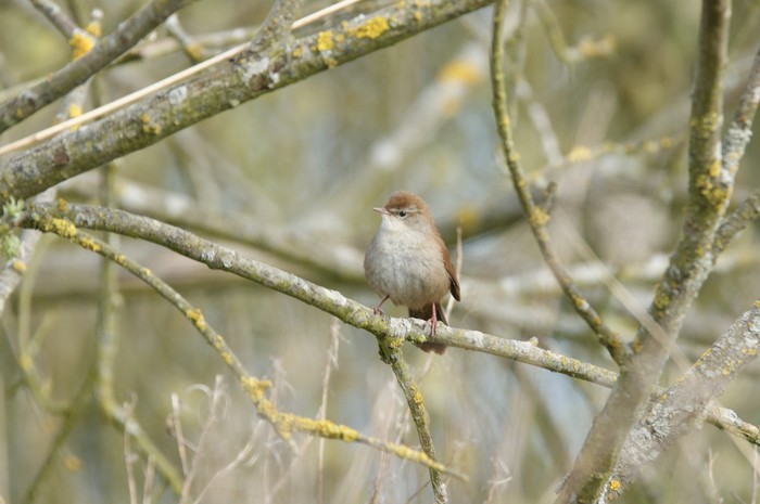 Cetti's Warbler