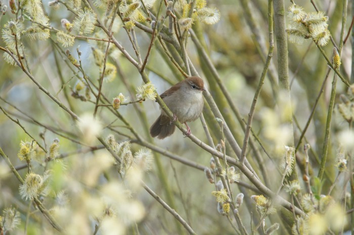 Cetti's Warbler