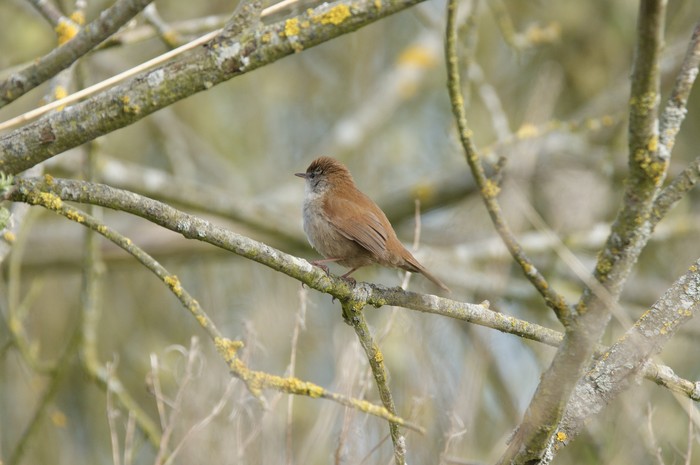 Cetti's Warbler