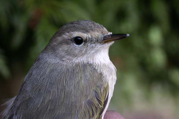 Siberian Chiffchaff