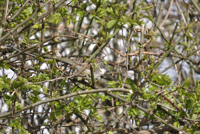 Lesser Whitethroat
