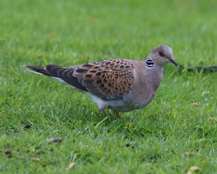 Turtle Dove