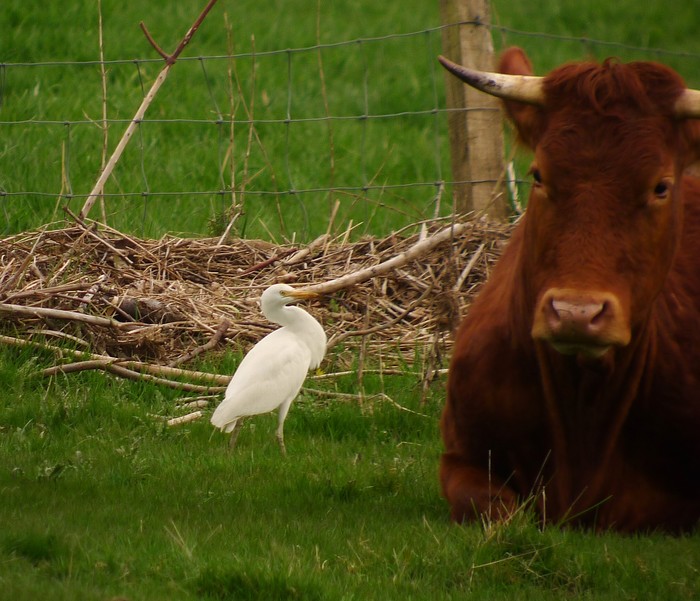 Cattle Egret