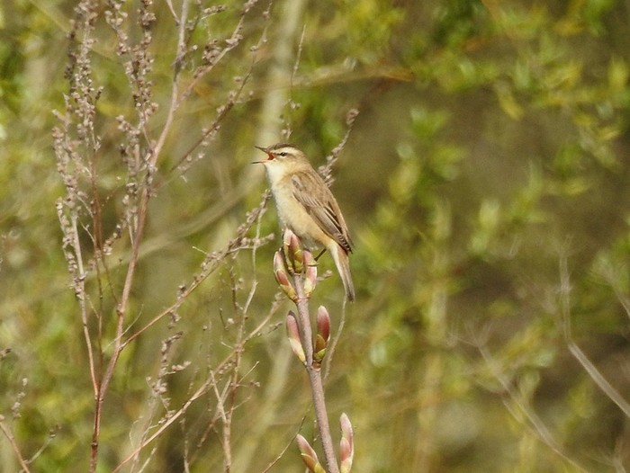 Sedge Warbler