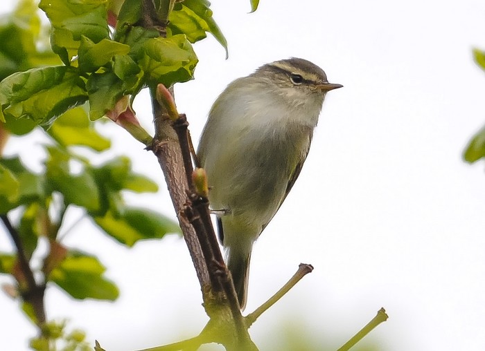 Yellow-browed Warbler