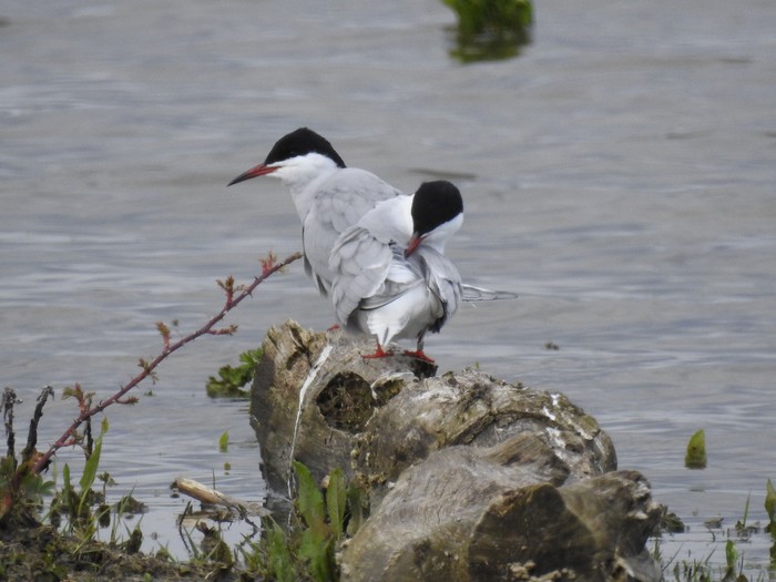 Common Tern