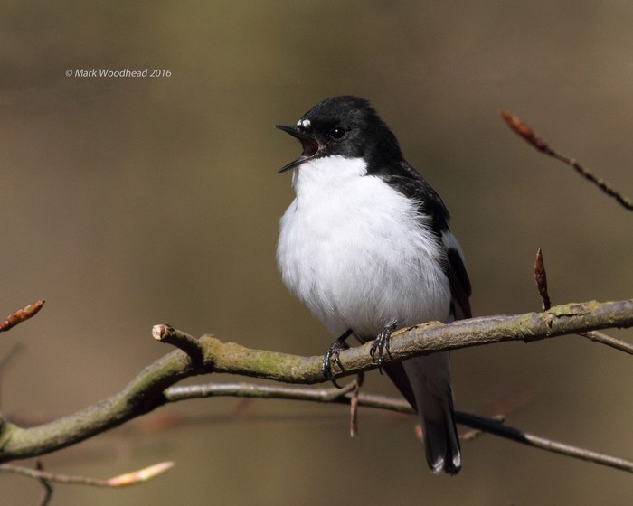 Pied Flycatcher