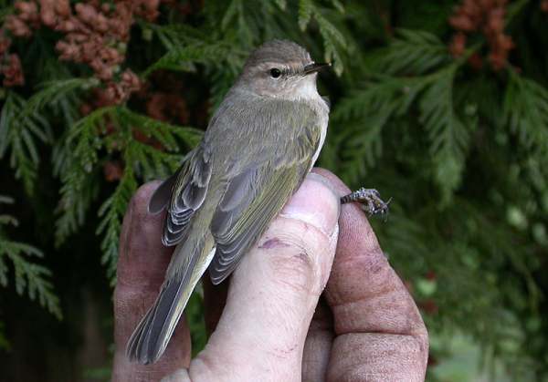 Siberian Chiffchaff