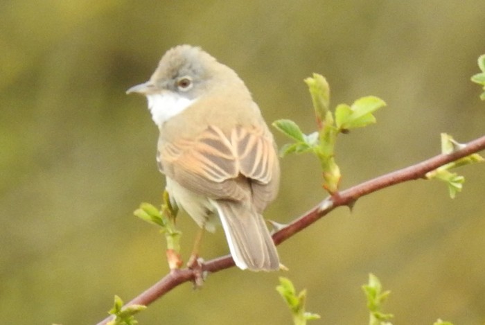 Whitethroat