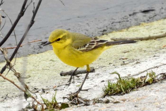 Yellow Wagtail