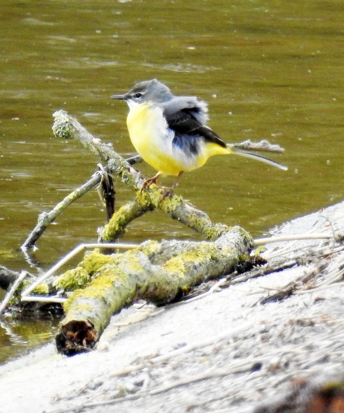 Grey Wagtail