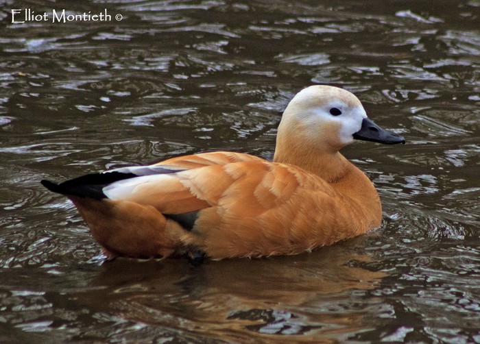Ruddy Shelduck