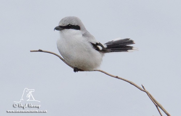 Great Grey Shrike