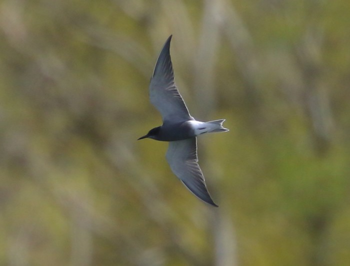 Black Tern
