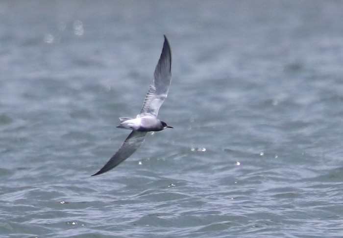 Black Tern