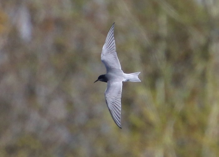 Black Tern