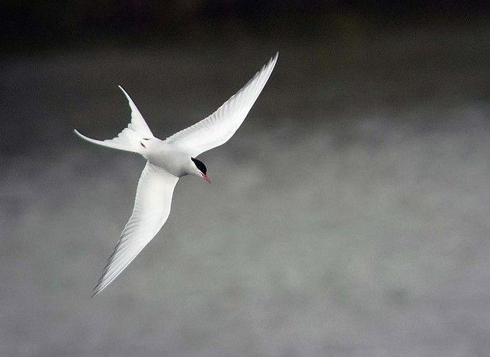 Arctic Tern