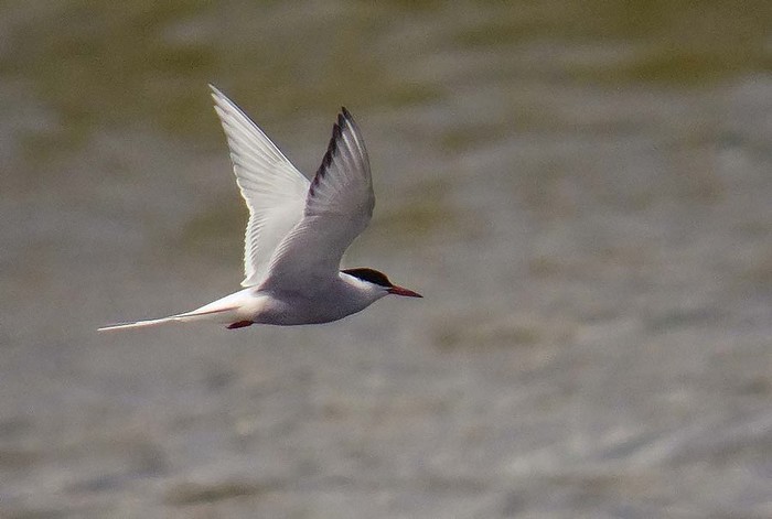 Arctic Tern