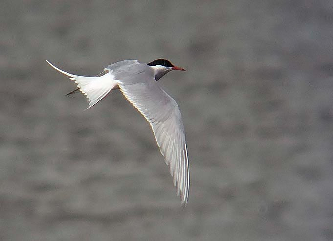 Arctic Tern