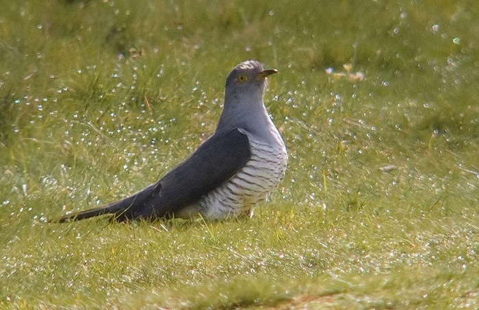 Cuckoo